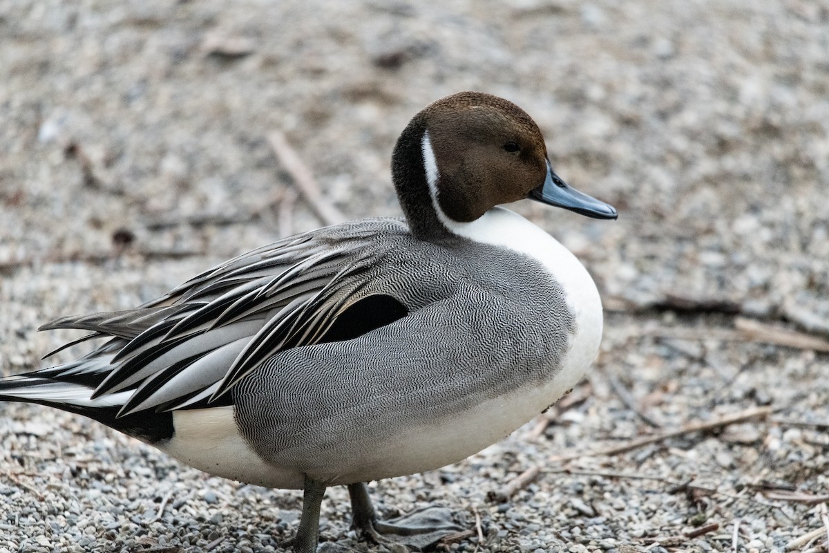 Northern Pintail - ML293552461