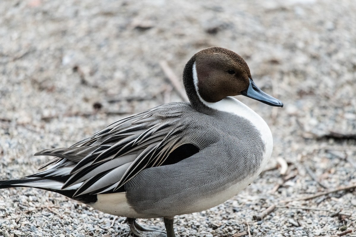 ostralka štíhlá - ML293552471