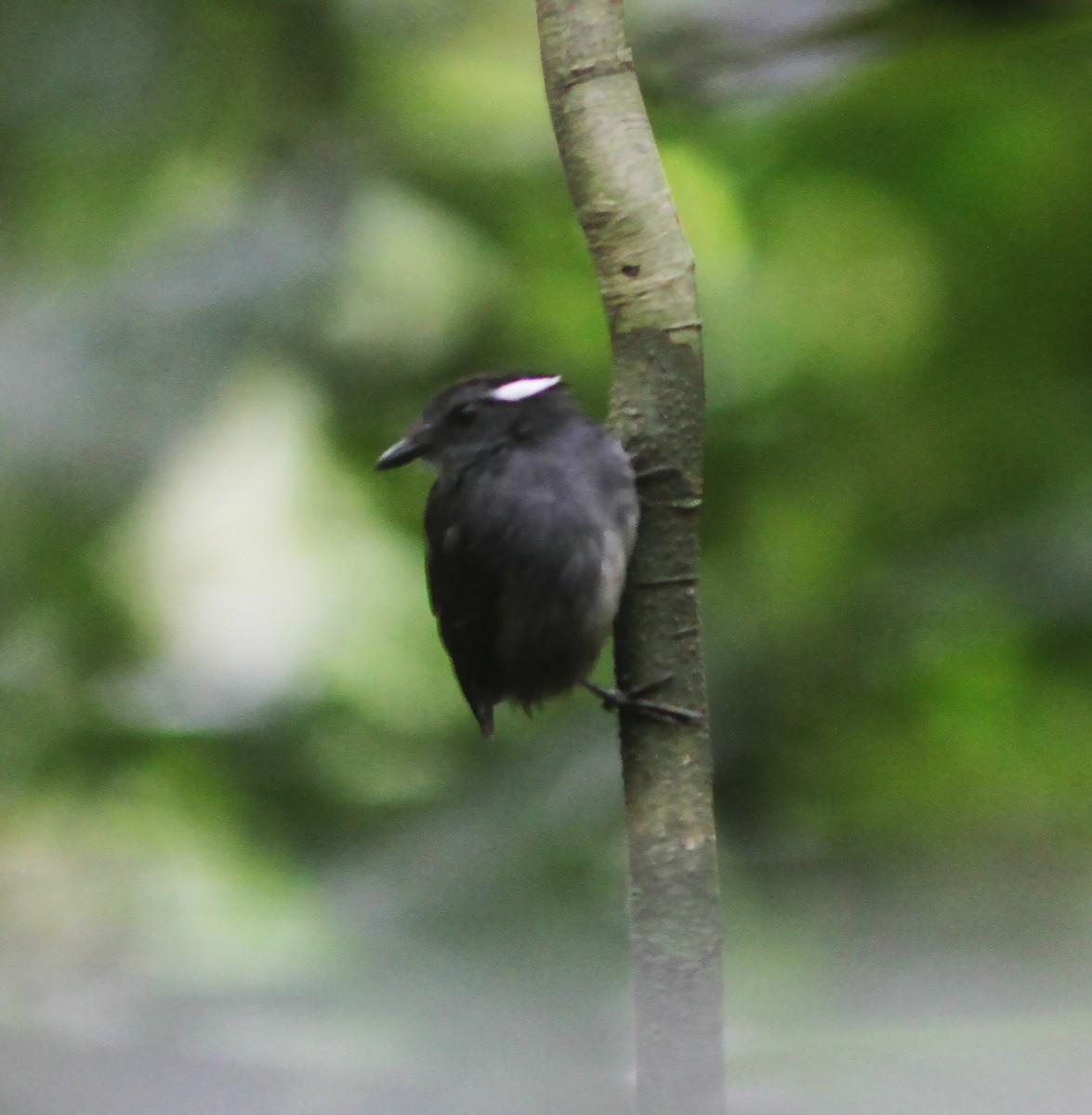 Ash-throated Gnateater - Gary Rosenberg