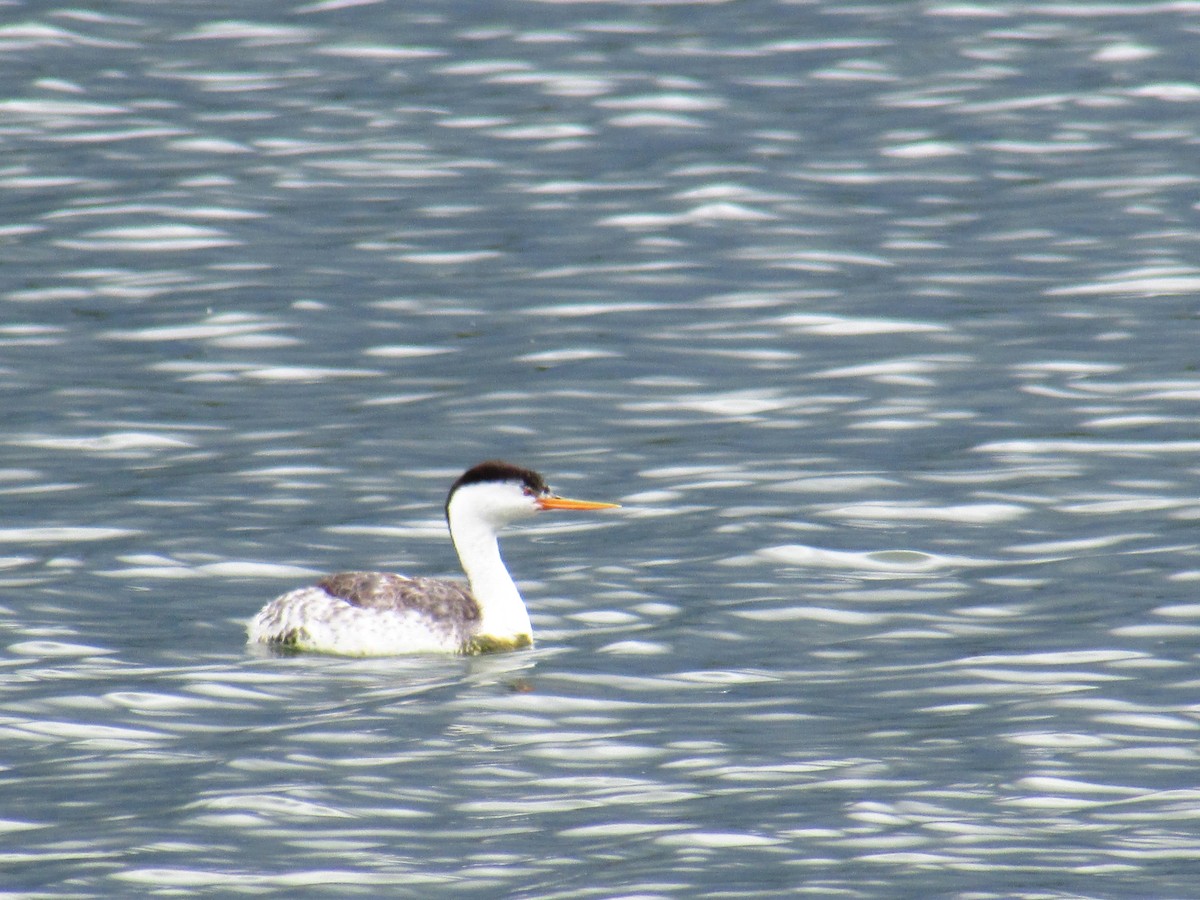 Clark's Grebe - Steve Stump