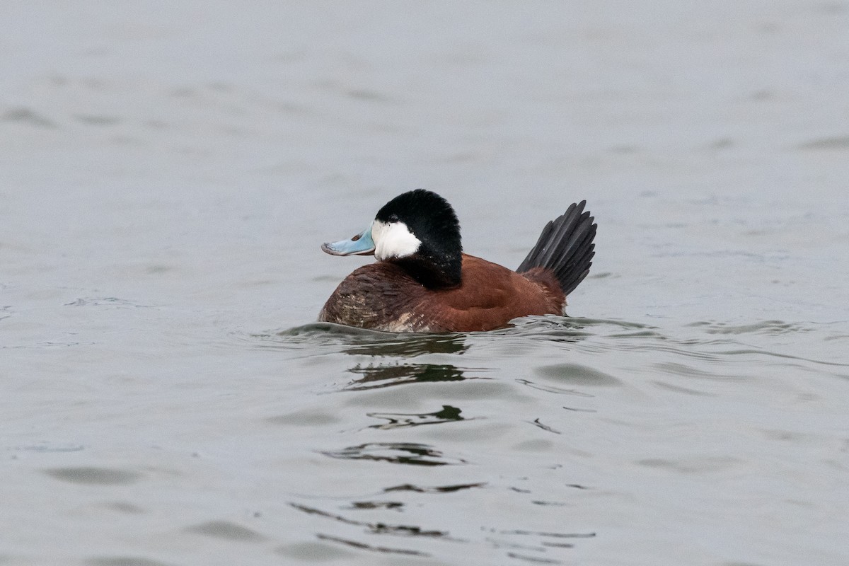 Ruddy Duck - Jim Norris