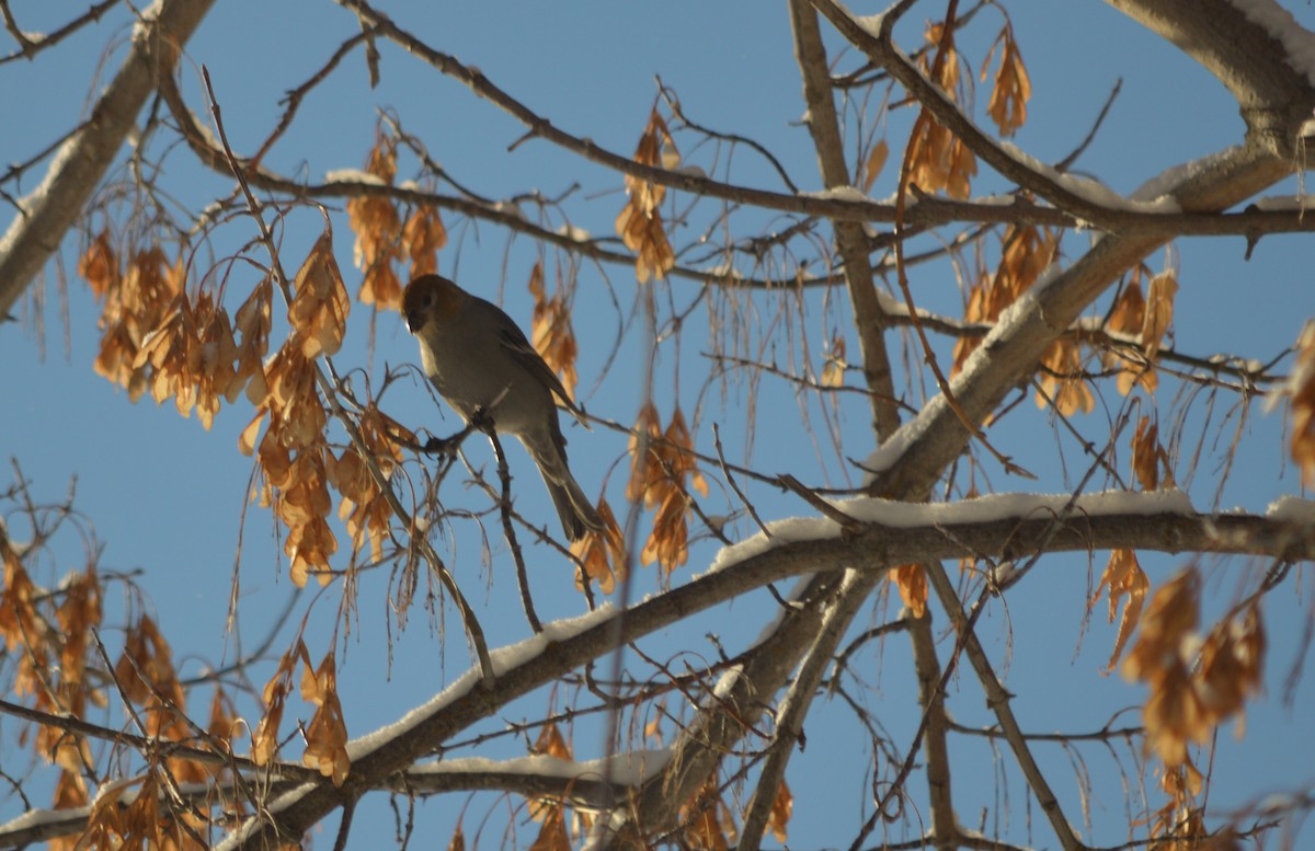 Pine Grosbeak - ML293555991