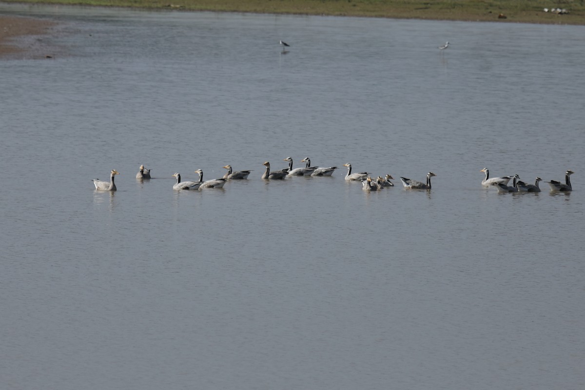 Bar-headed Goose - ML293556571