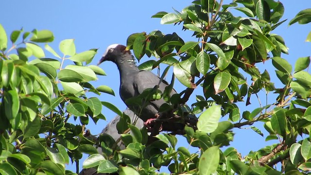 Ak Tepeli Güvercin - ML293557811