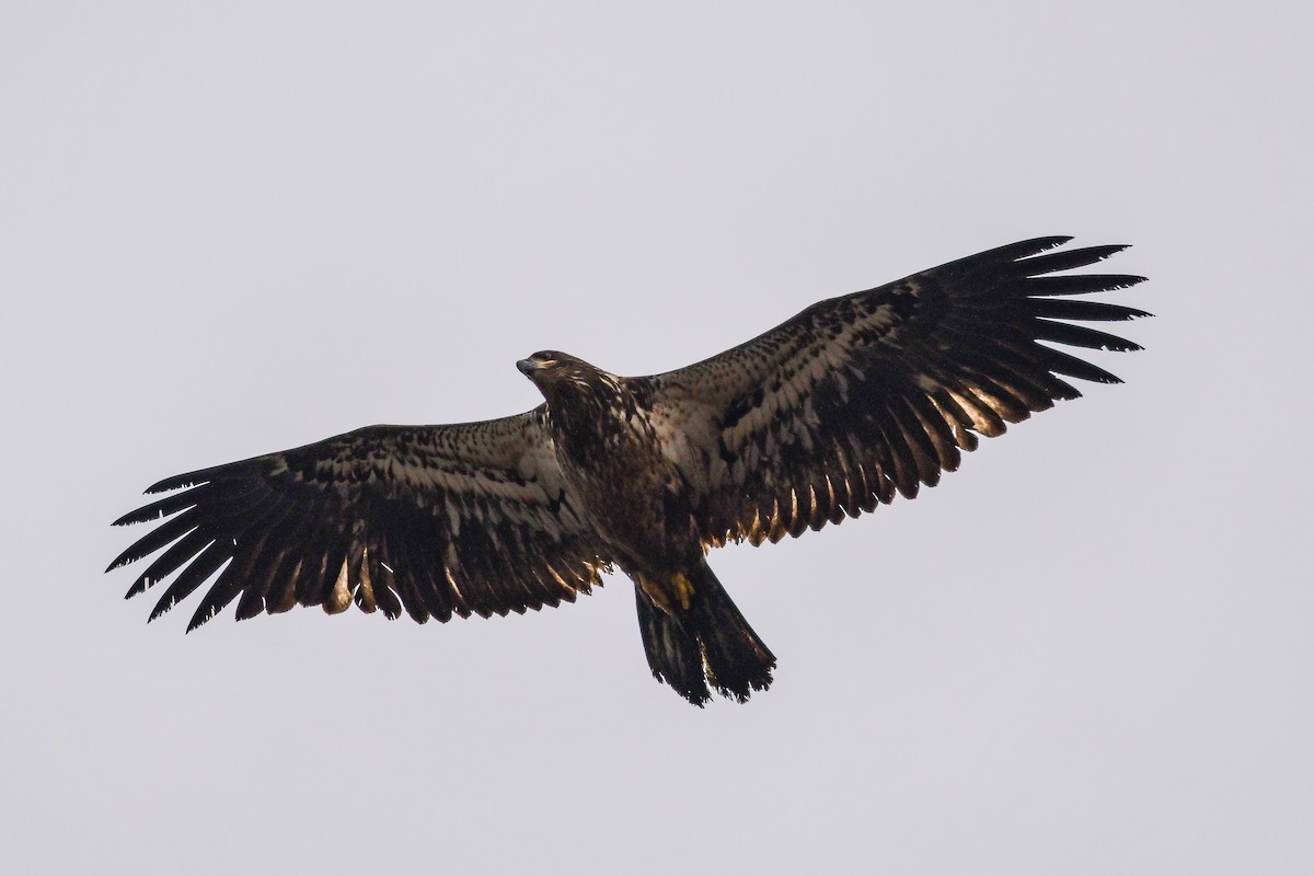 Bald Eagle - ML293557821