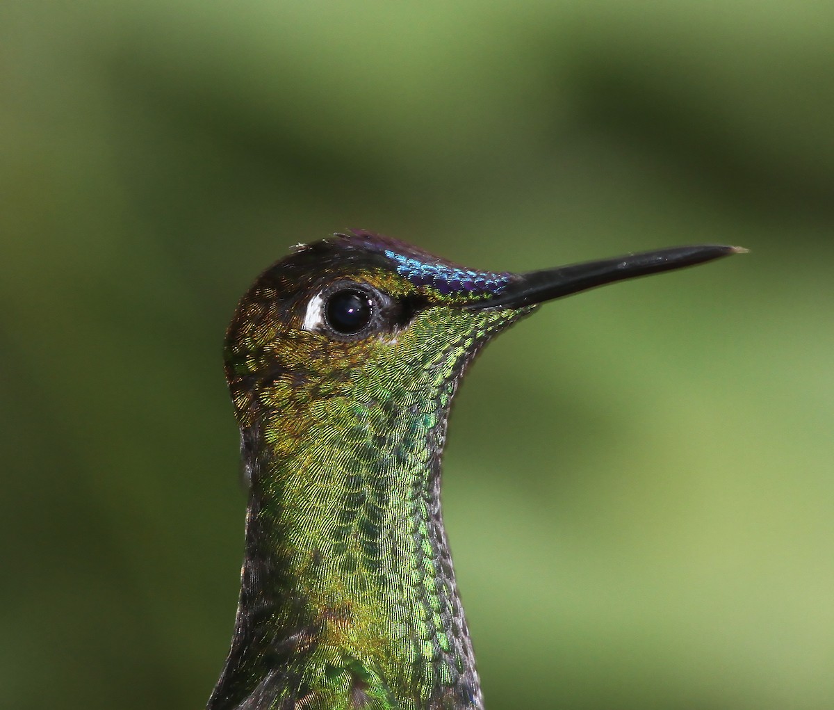 Violet-fronted Brilliant - Gary Rosenberg