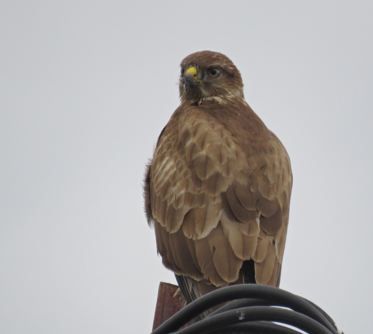 Common Buzzard - ML293558931