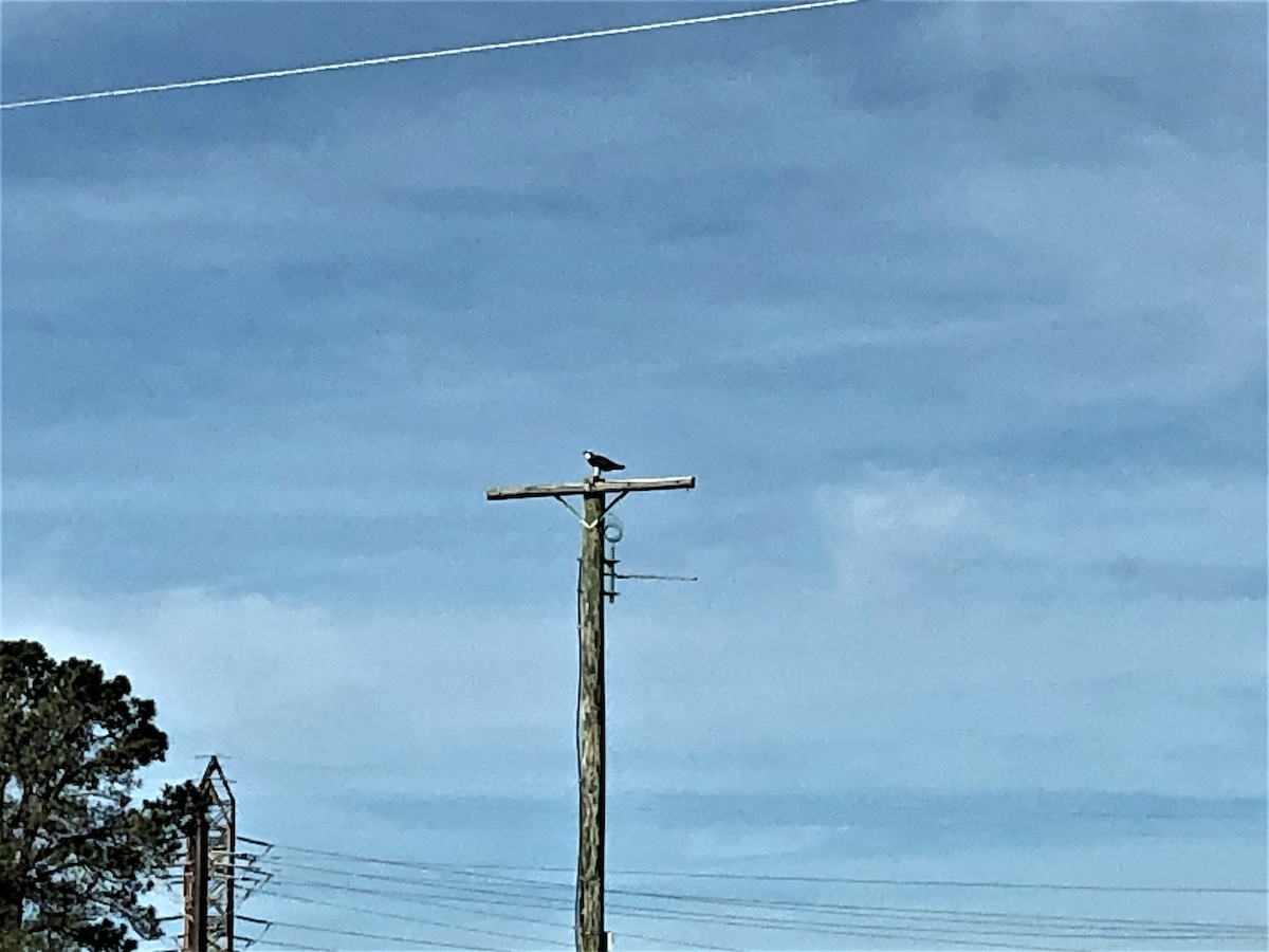 魚鷹 - ML293559121