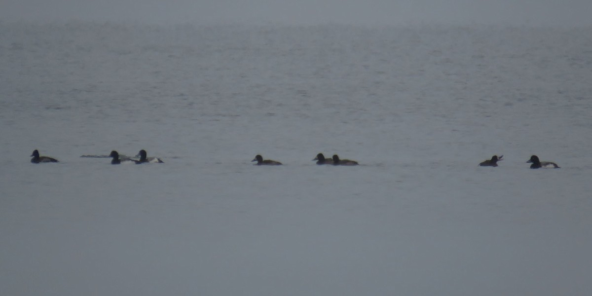 Greater Scaup - ML293559301