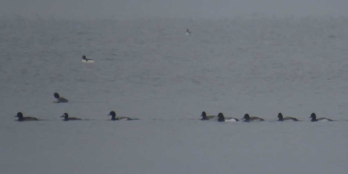 Greater Scaup - ML293559311