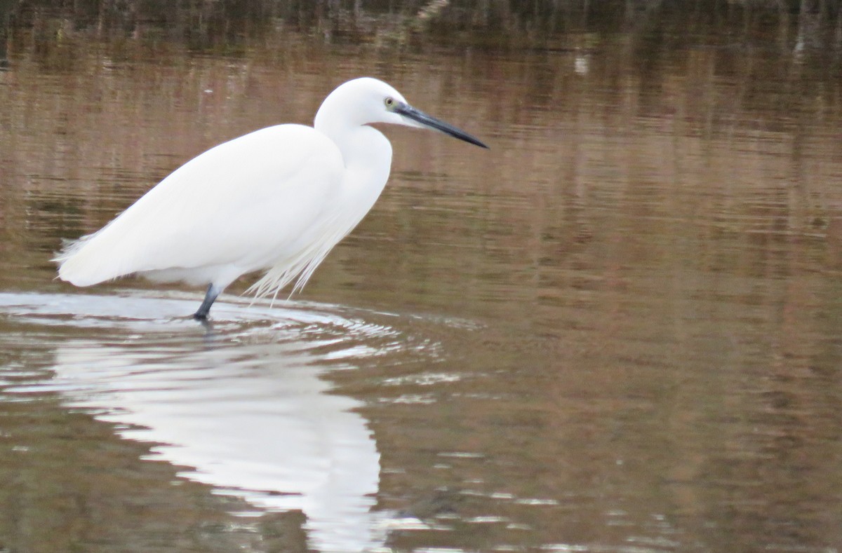 Little Egret - Vagelis Kaniastas