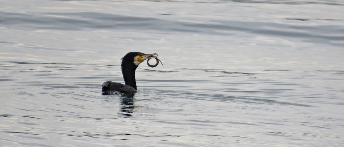 Great Cormorant - ML293559841