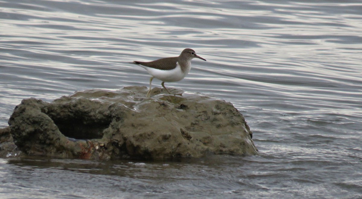 Common Sandpiper - Vagelis Kaniastas