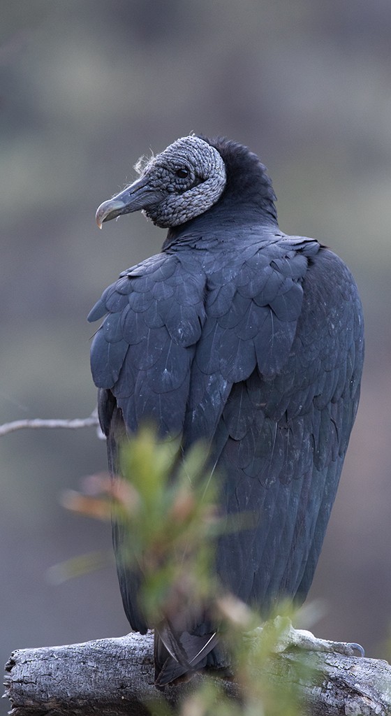 Black Vulture - ML293560301