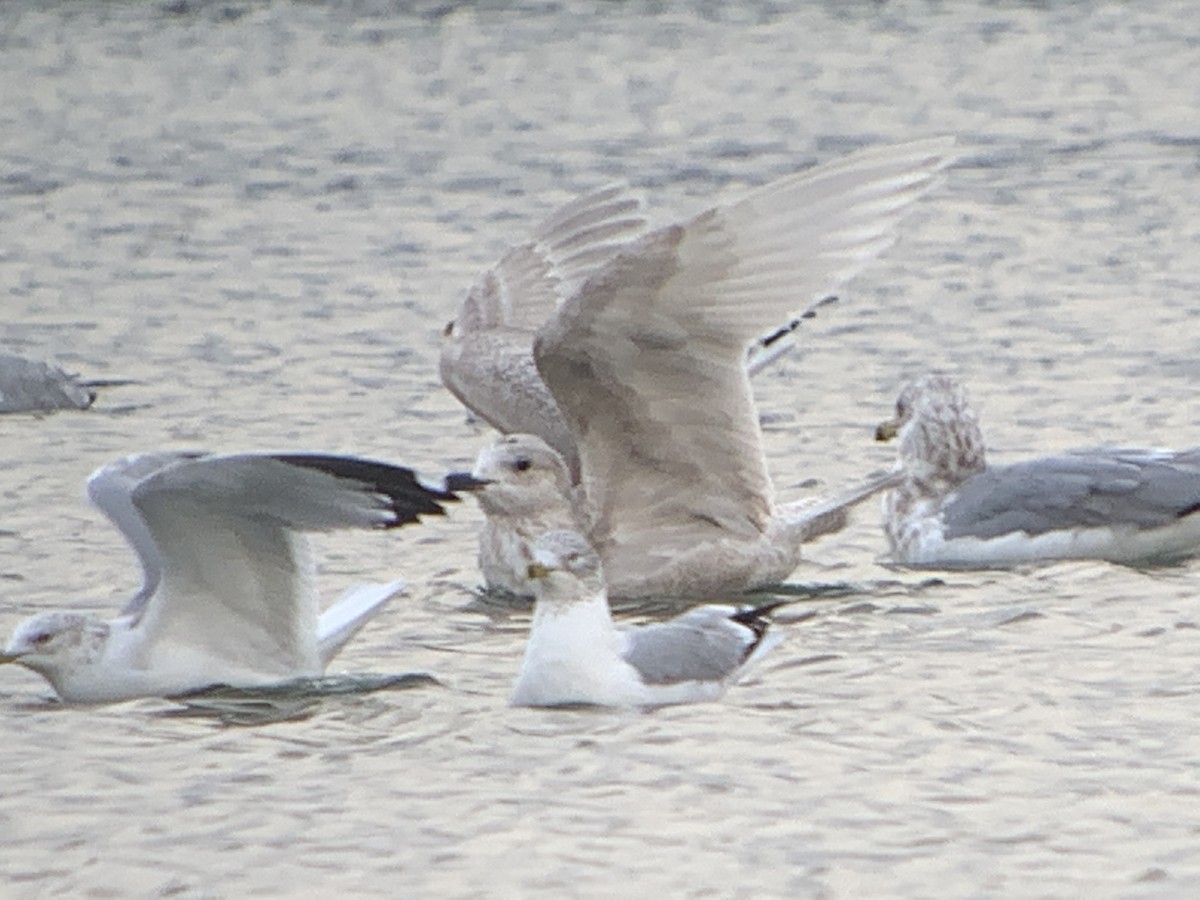 Gaviota Groenlandesa - ML293560851