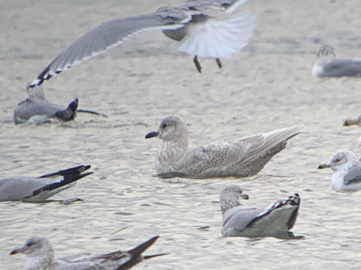 Iceland Gull - ML293560871