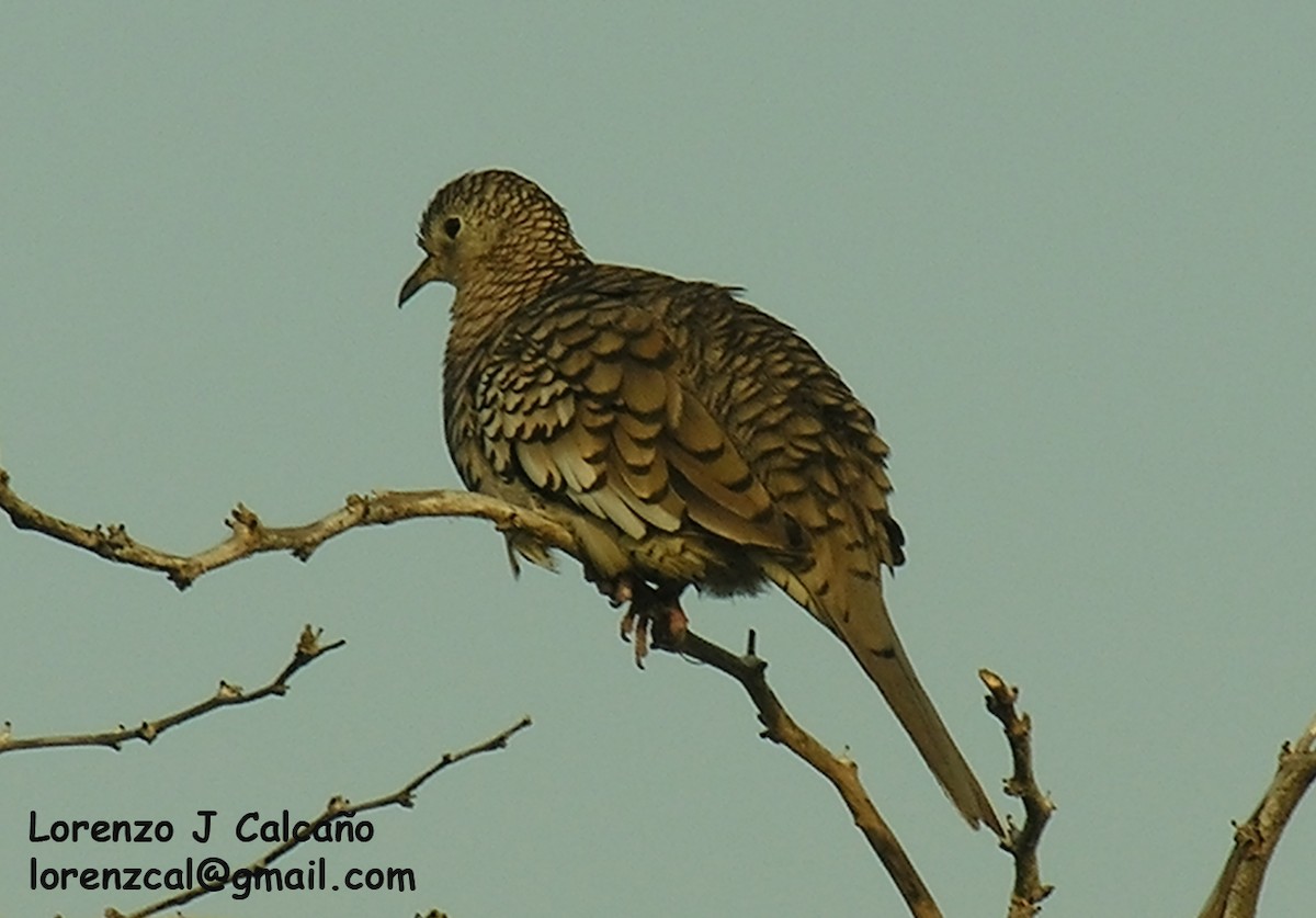 Scaled Dove - Lorenzo Calcaño