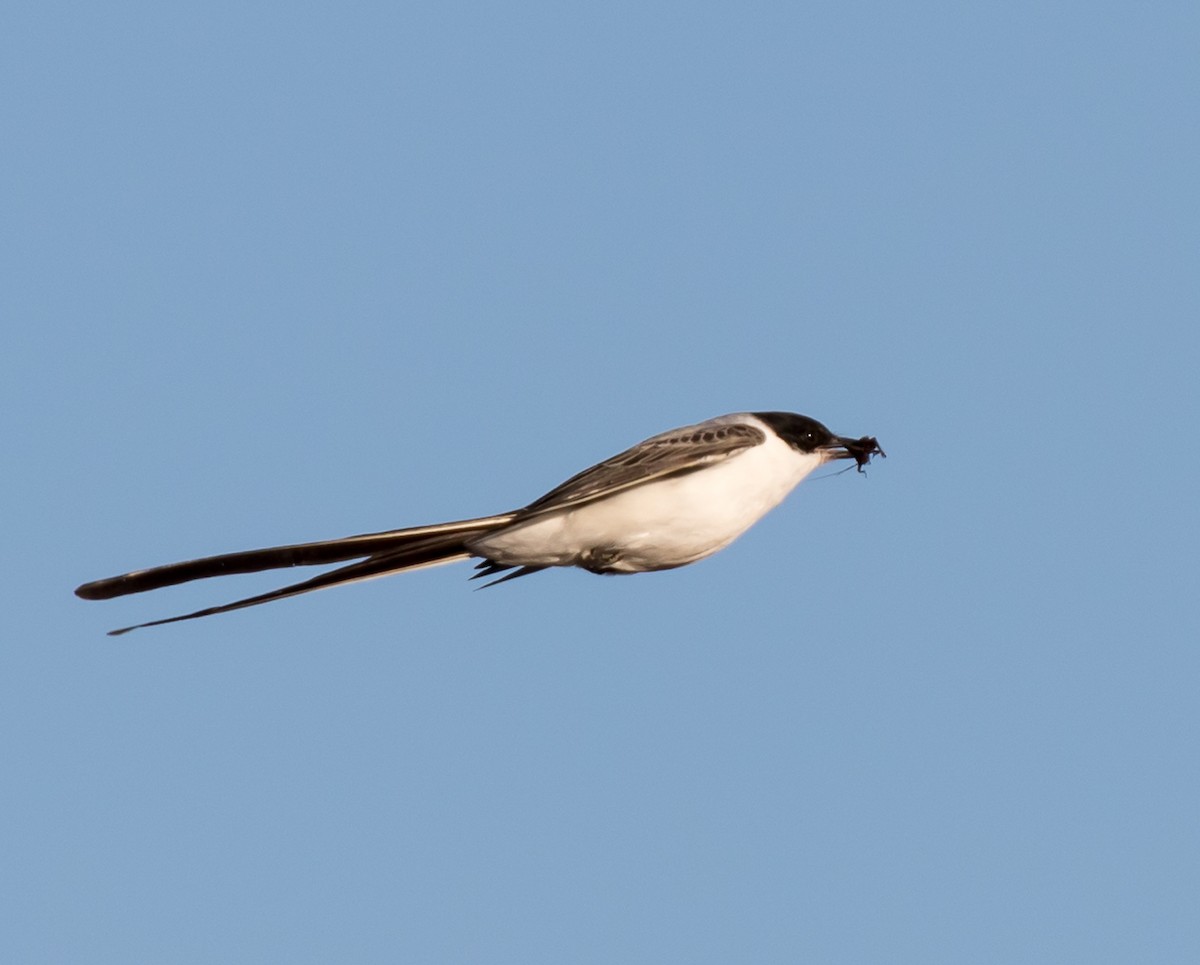 Fork-tailed Flycatcher - ML293563421