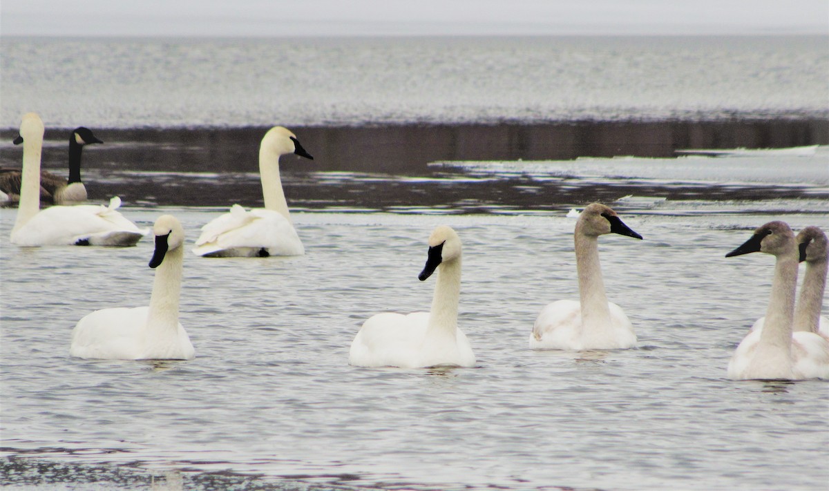 Trumpeter Swan - ML293569861