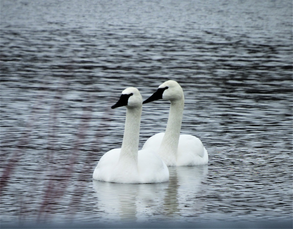 Trumpeter Swan - ML293570021