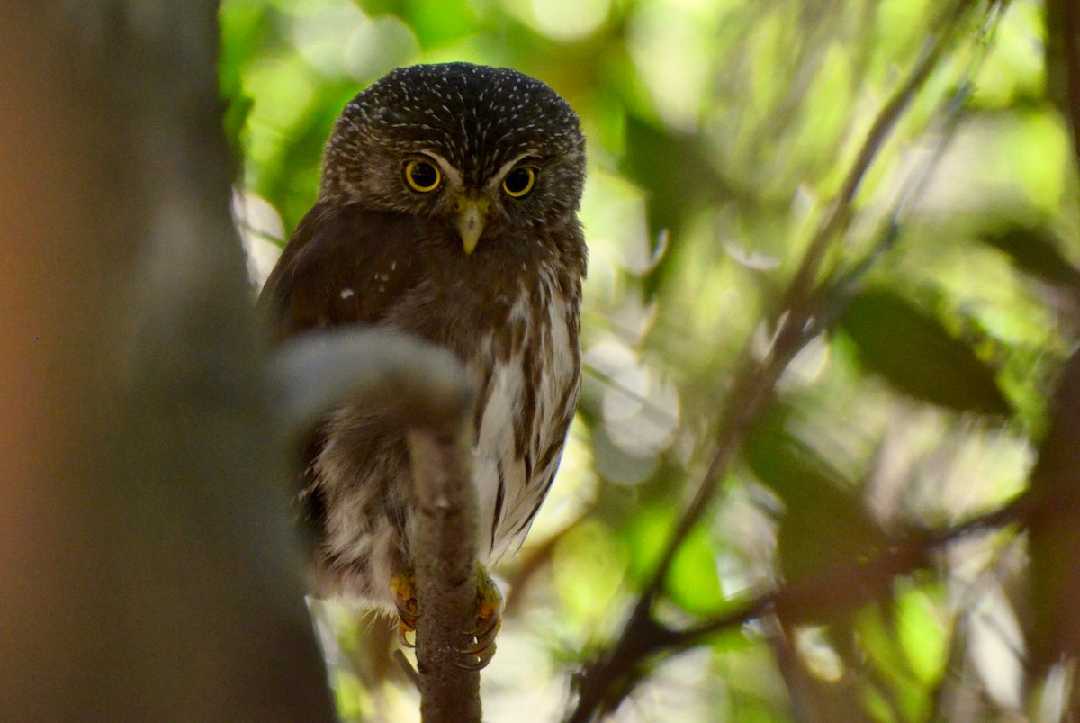 Ferruginous Pygmy-Owl - ML293570881