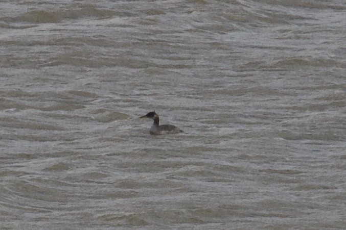 Red-necked Grebe - ML293572511