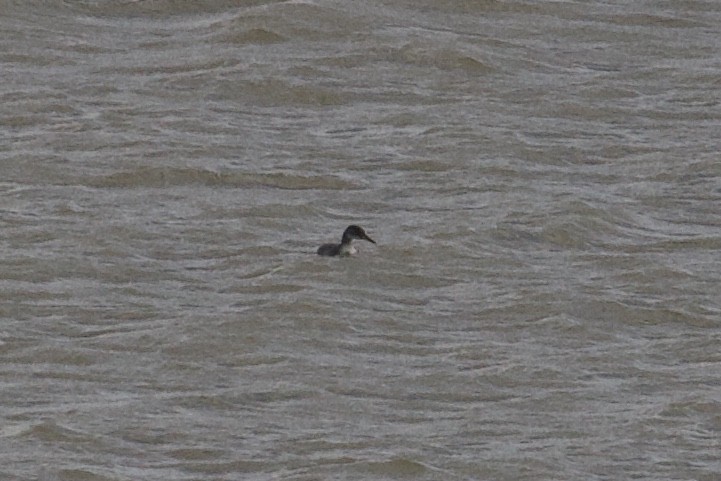 Red-necked Grebe - ML293572521