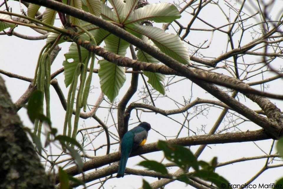 Gartered Trogon - ML29357281