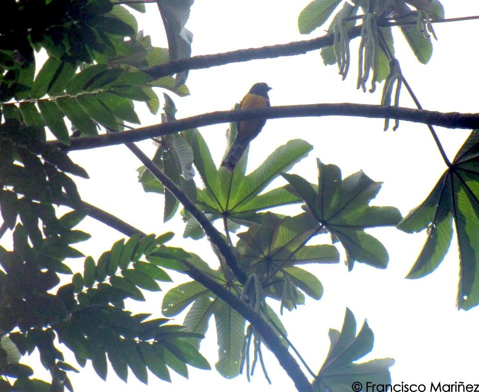 Gartered Trogon - Francisco Mariñez