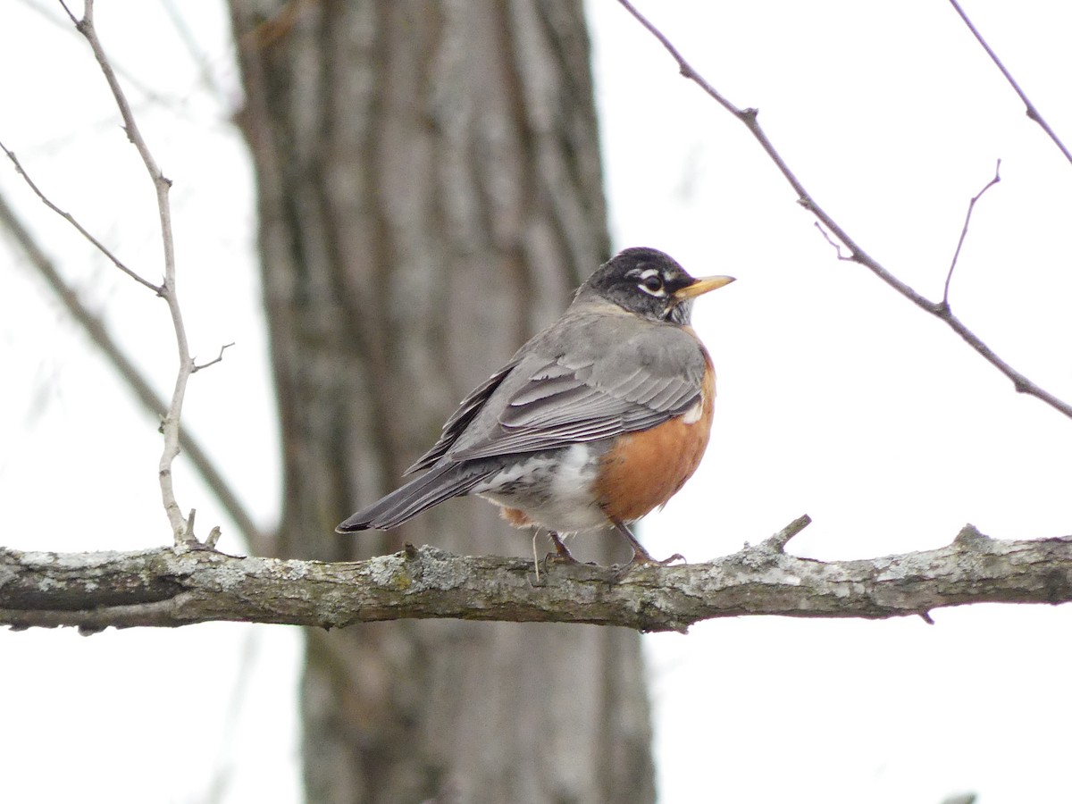 American Robin - ML293572981