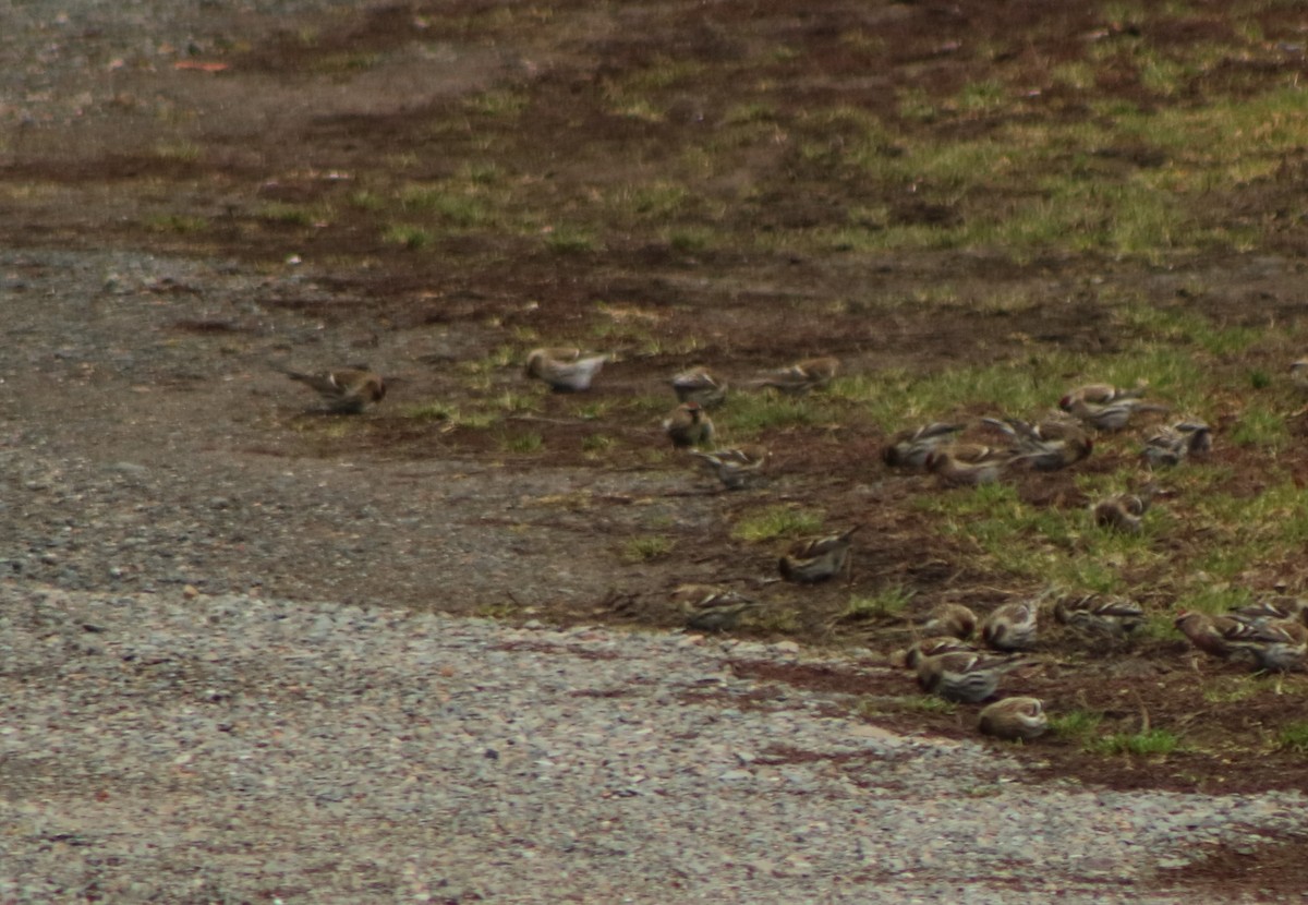 Hoary Redpoll - ML293573191