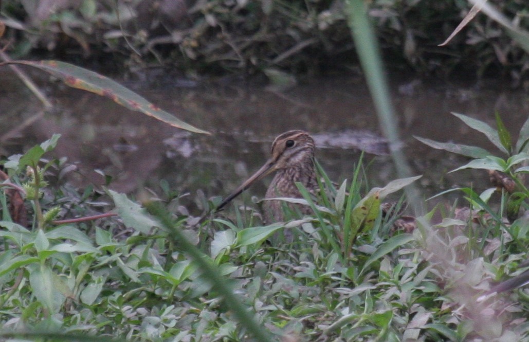 Pin-tailed Snipe - Amrish  Bidaye