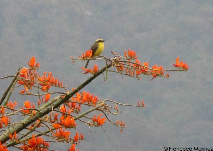 Lemon-browed Flycatcher - Francisco Mariñez