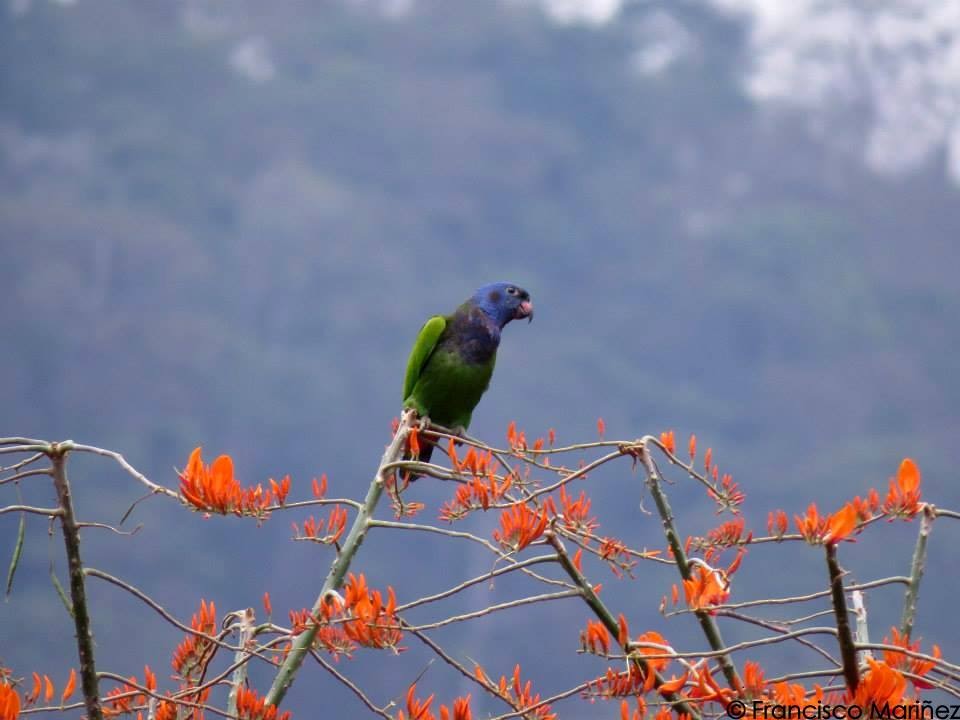 Loro Cabeciazul - ML29357601