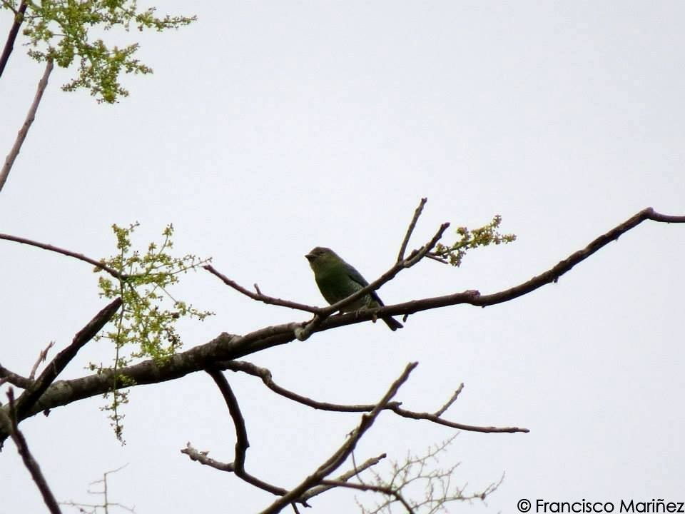 Swallow Tanager - Francisco Mariñez