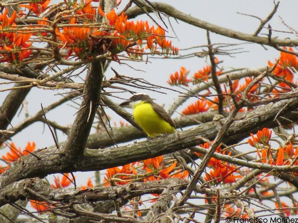 Boat-billed Flycatcher - Francisco Mariñez