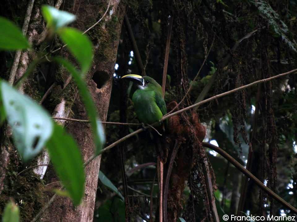 Southern Emerald-Toucanet - ML29357891