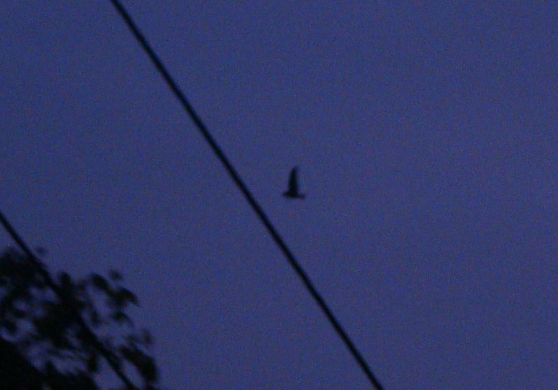 Short-tailed Nighthawk - ML293579951