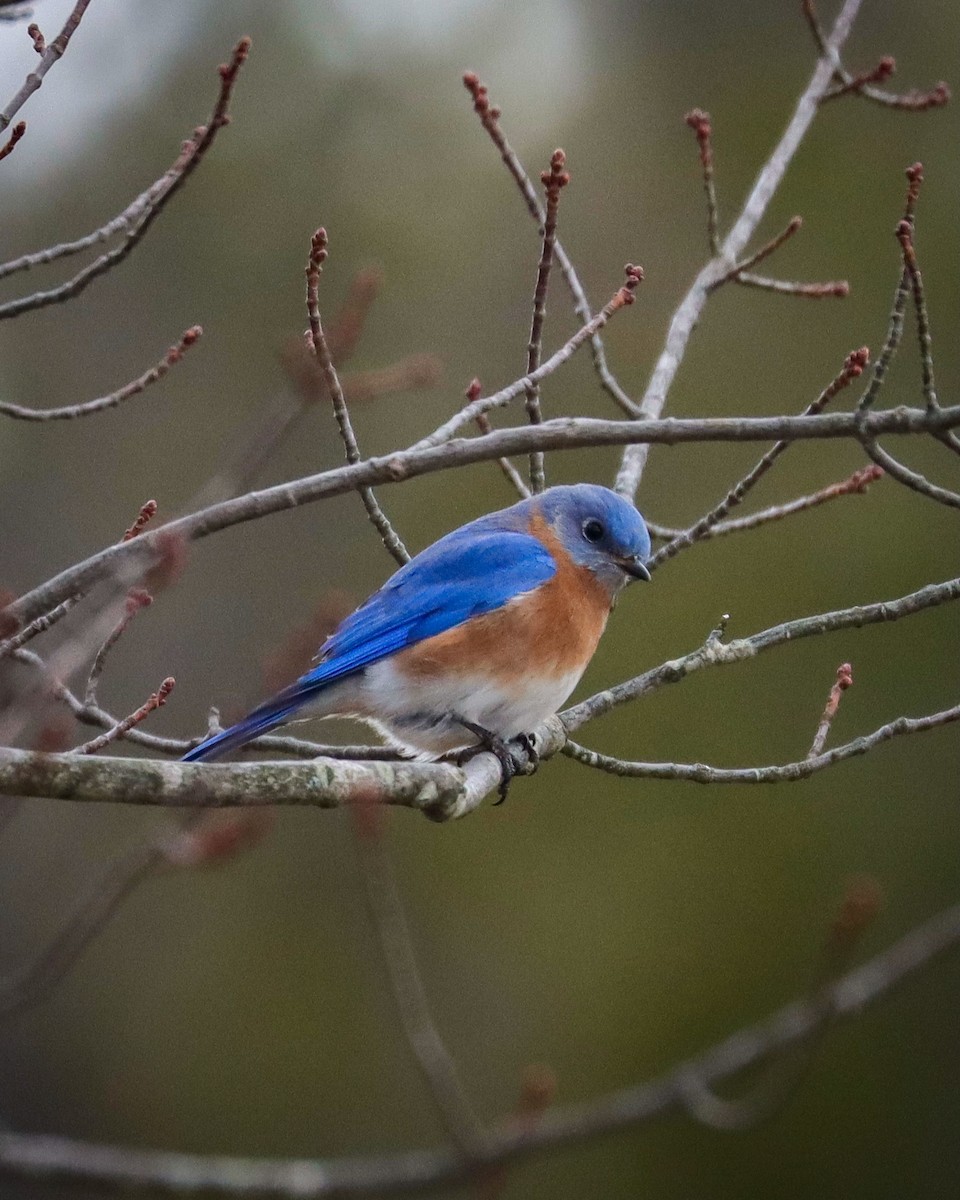 Eastern Bluebird - ML293580011