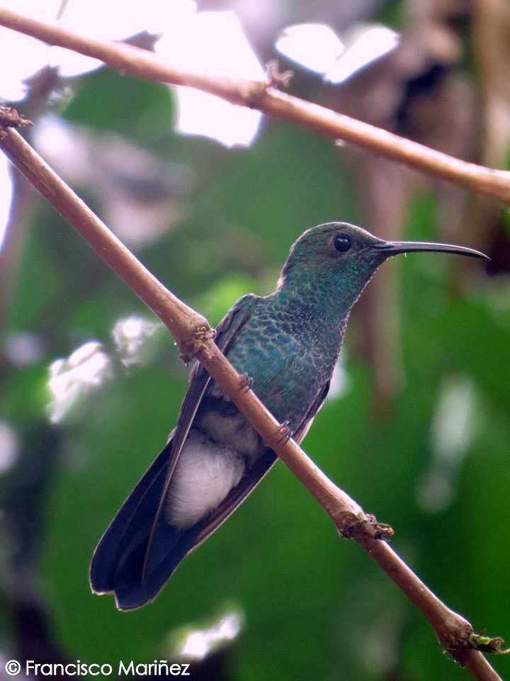 Colibrí de Buffon - ML29358011