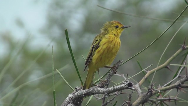 Yellow Warbler (Galapagos) - ML293580621