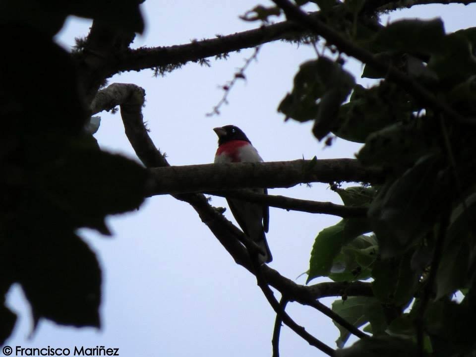 Rose-breasted Grosbeak - ML29358081