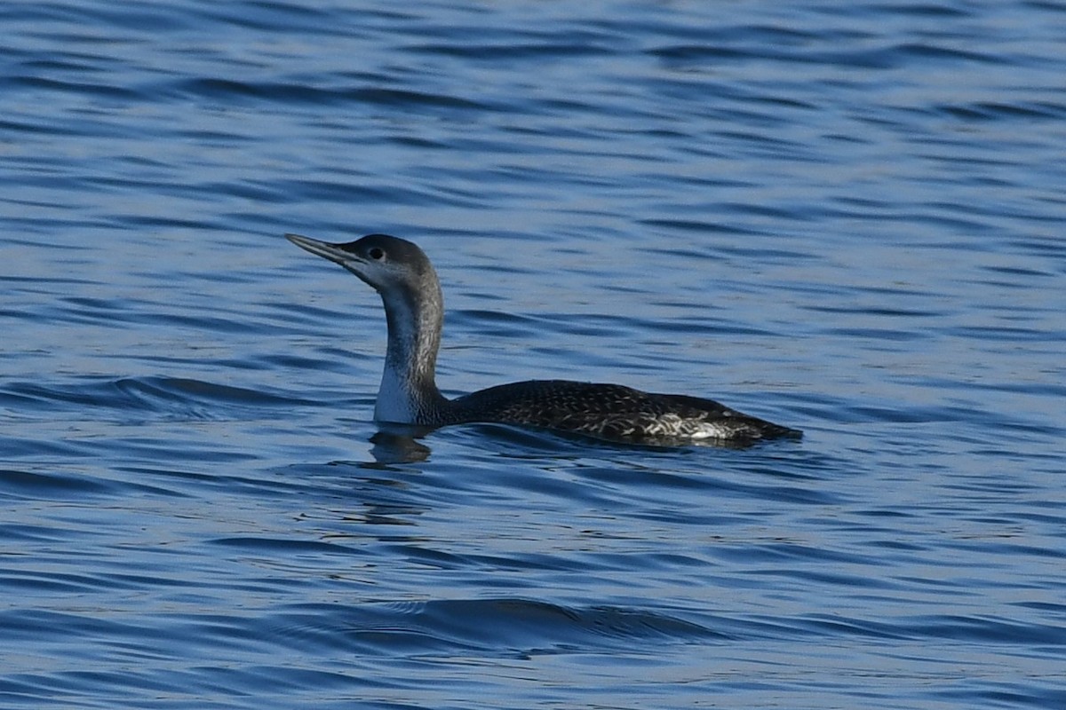 Red-throated Loon - ML293583441