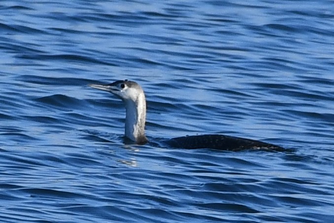 Red-throated Loon - ML293583571