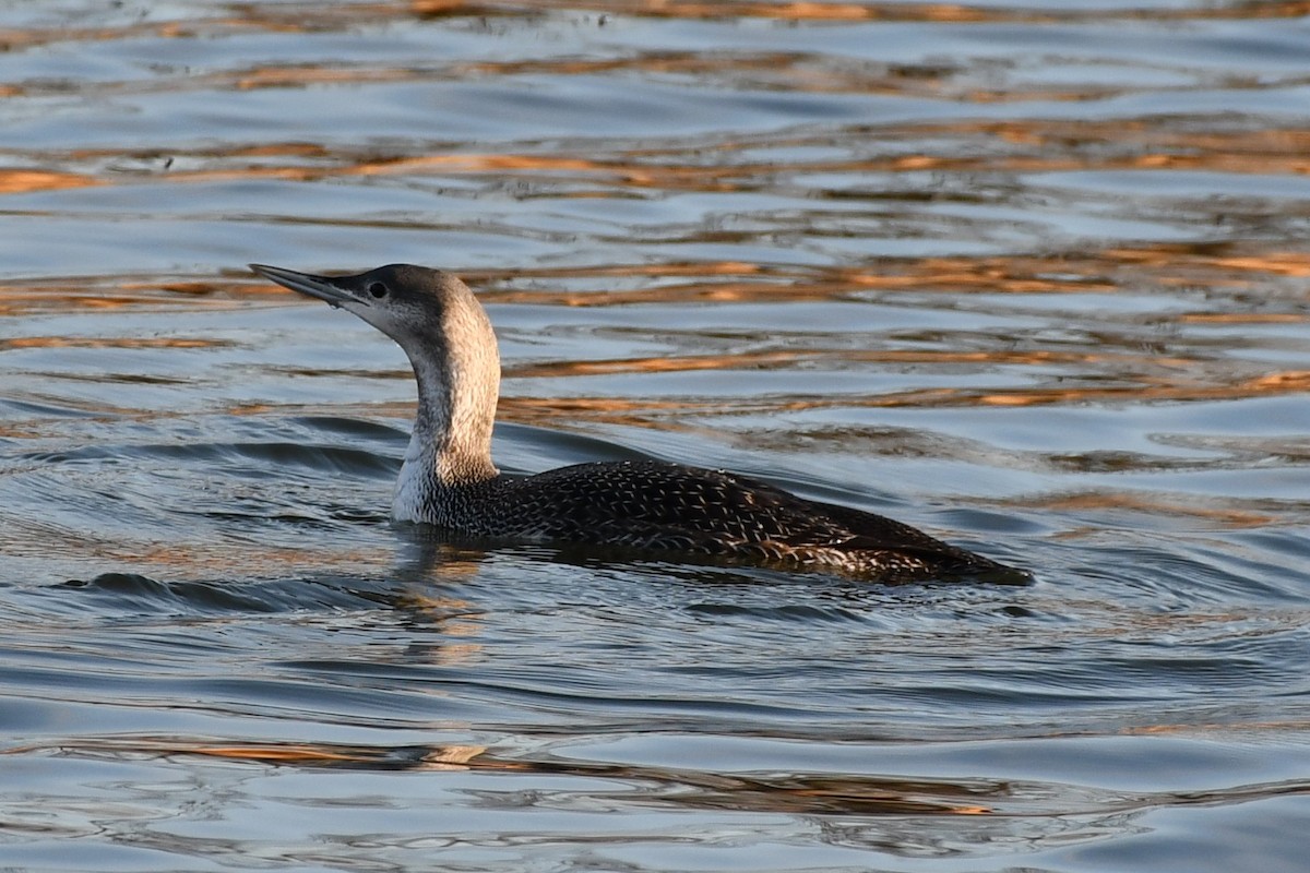 Red-throated Loon - ML293583581