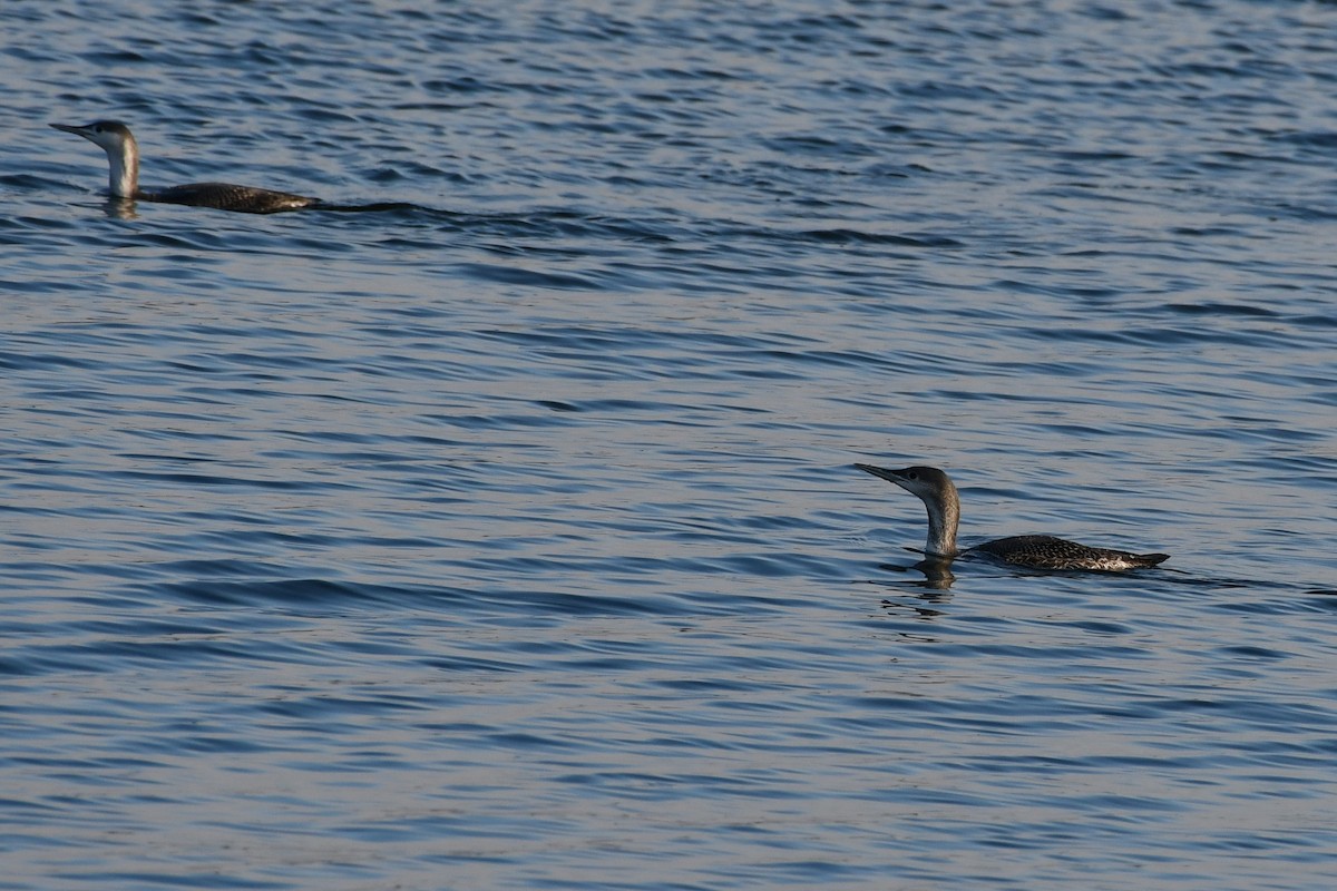 Red-throated Loon - ML293583601