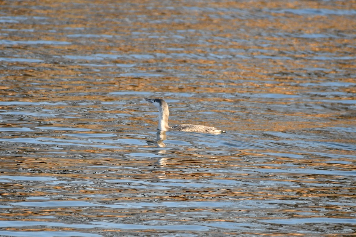 Red-throated Loon - ML293583621