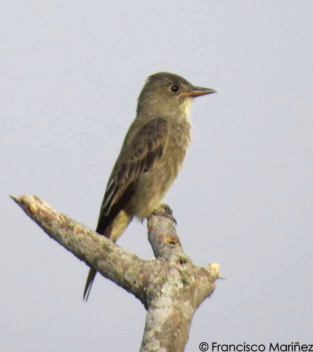 Olive-sided Flycatcher - Francisco Mariñez