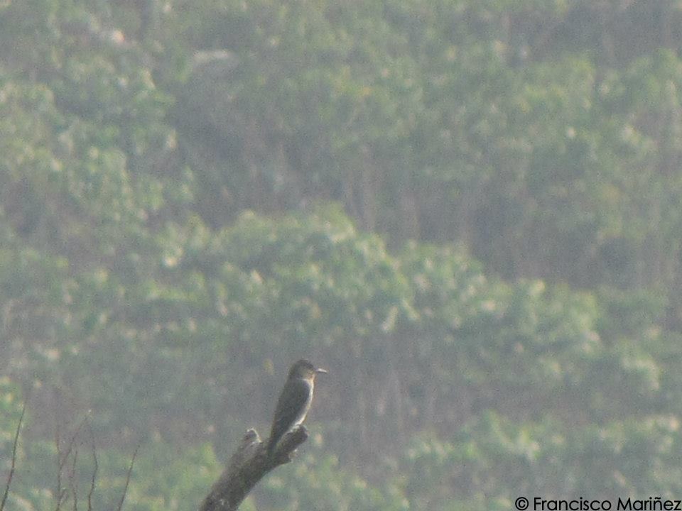 Olive-sided Flycatcher - Francisco Mariñez