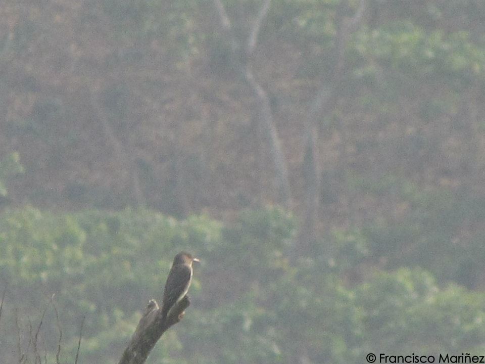 Olive-sided Flycatcher - Francisco Mariñez